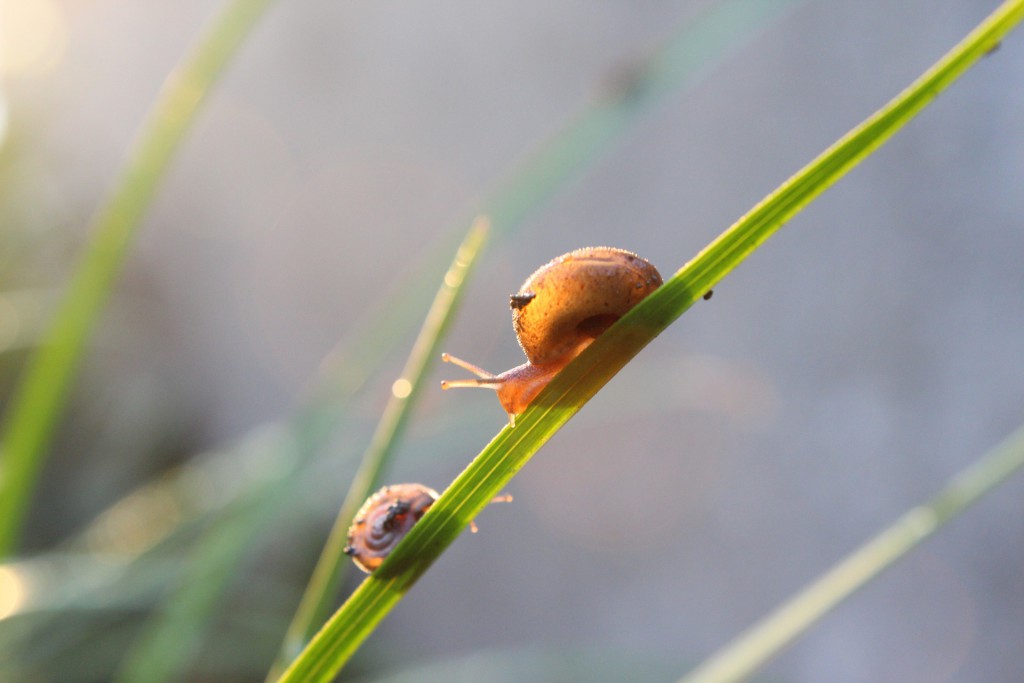 snails-970774_1920