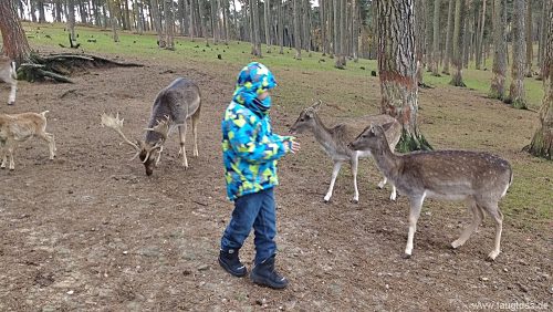 Wildpark Haltern