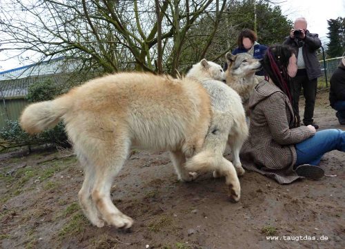 Wolfsbegegnung