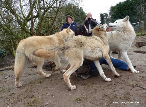 Wolfsseminar