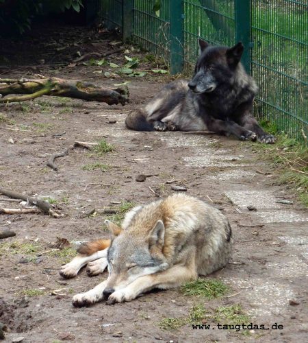 Wolf schläft