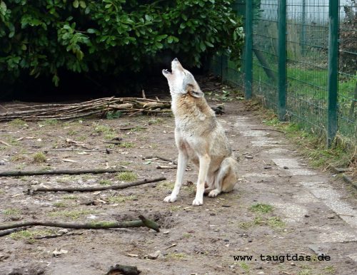 Heulender Wolf