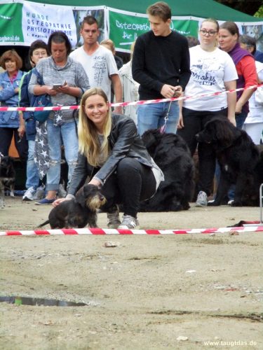 Hunderennen am Dog Day