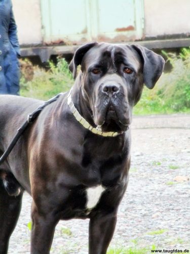 Dog Day in Dorsten