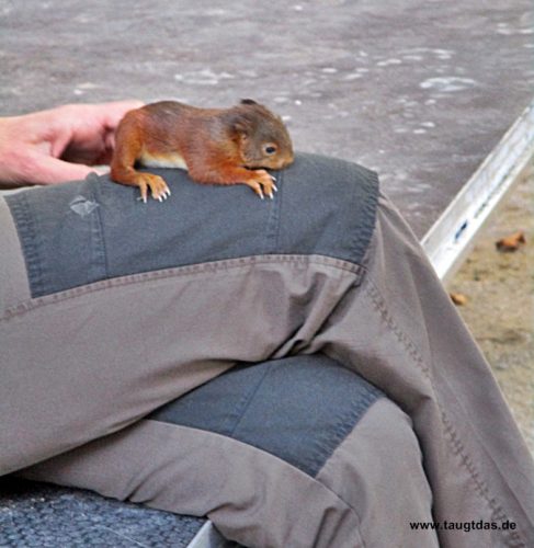 Eichhörnchen