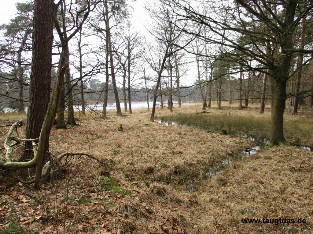 Wald