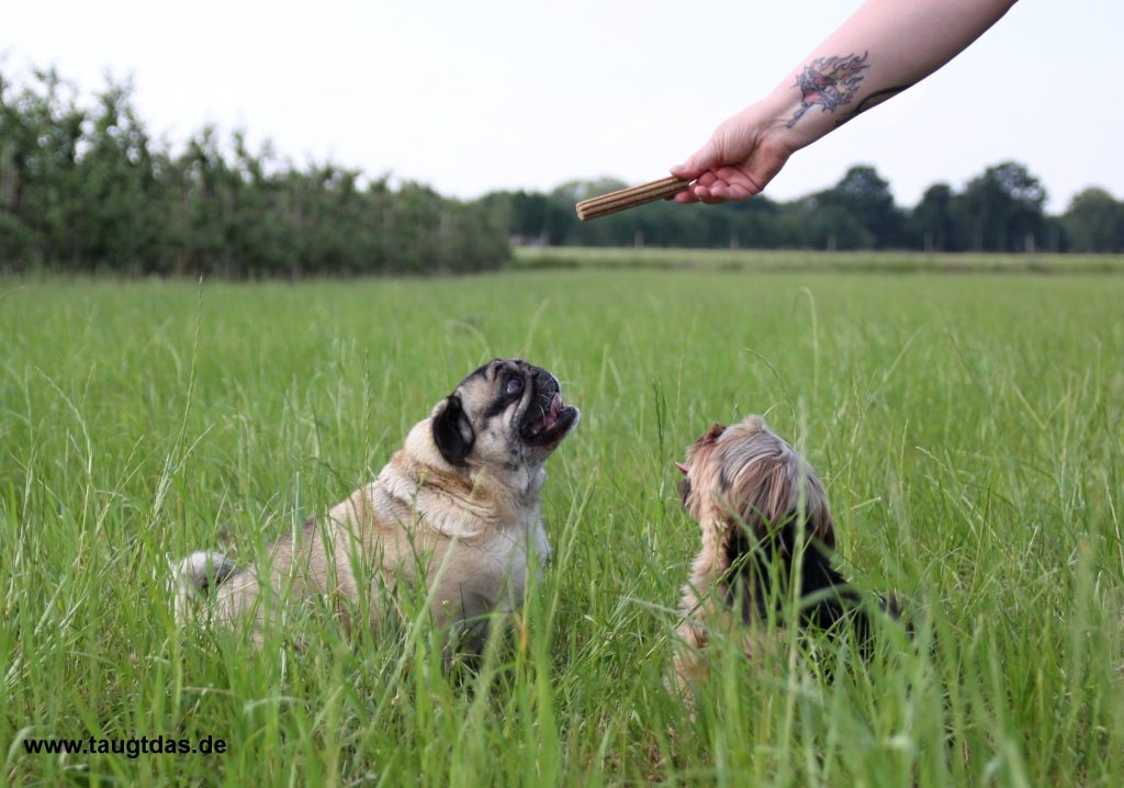 Hunde