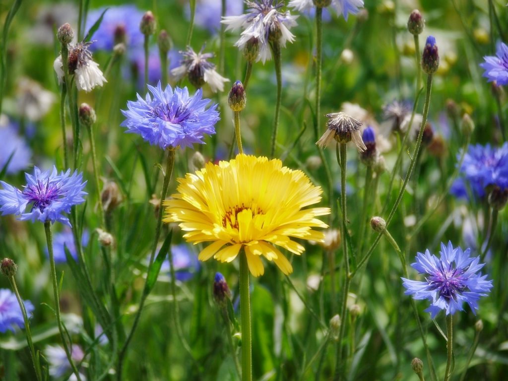 Kornblume