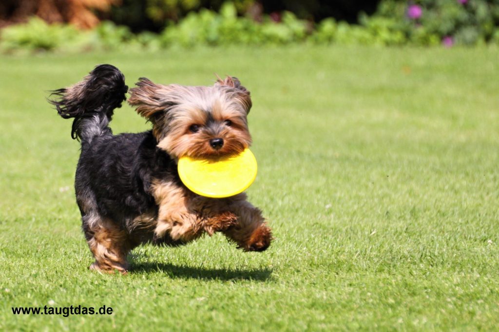 Hund mit Frisbee