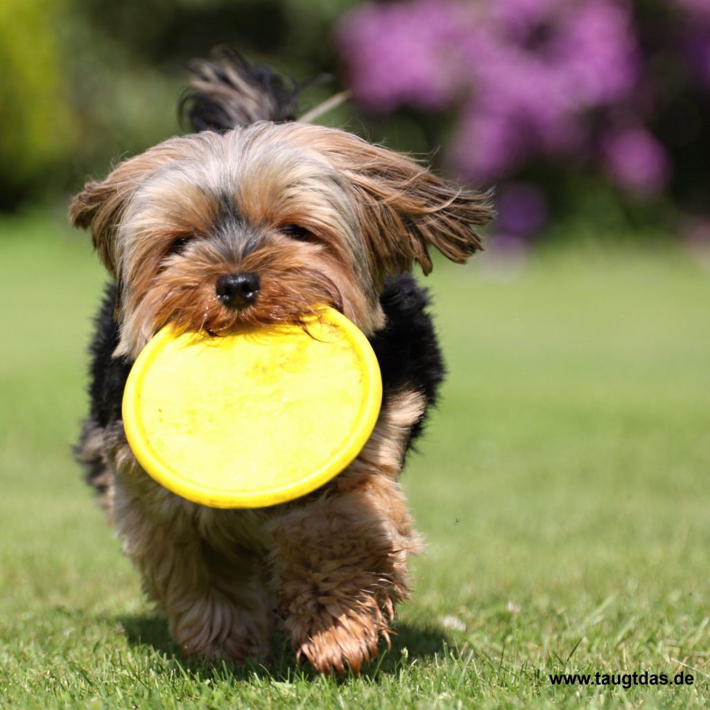 Yorkie mit Frisbee