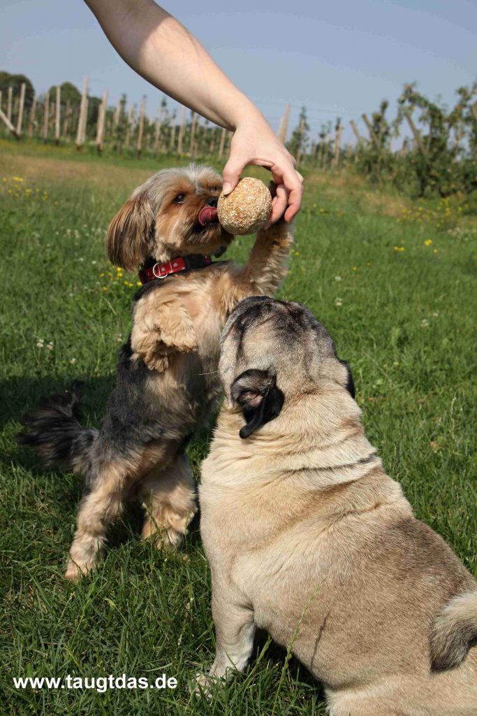 Mops und Yorkie