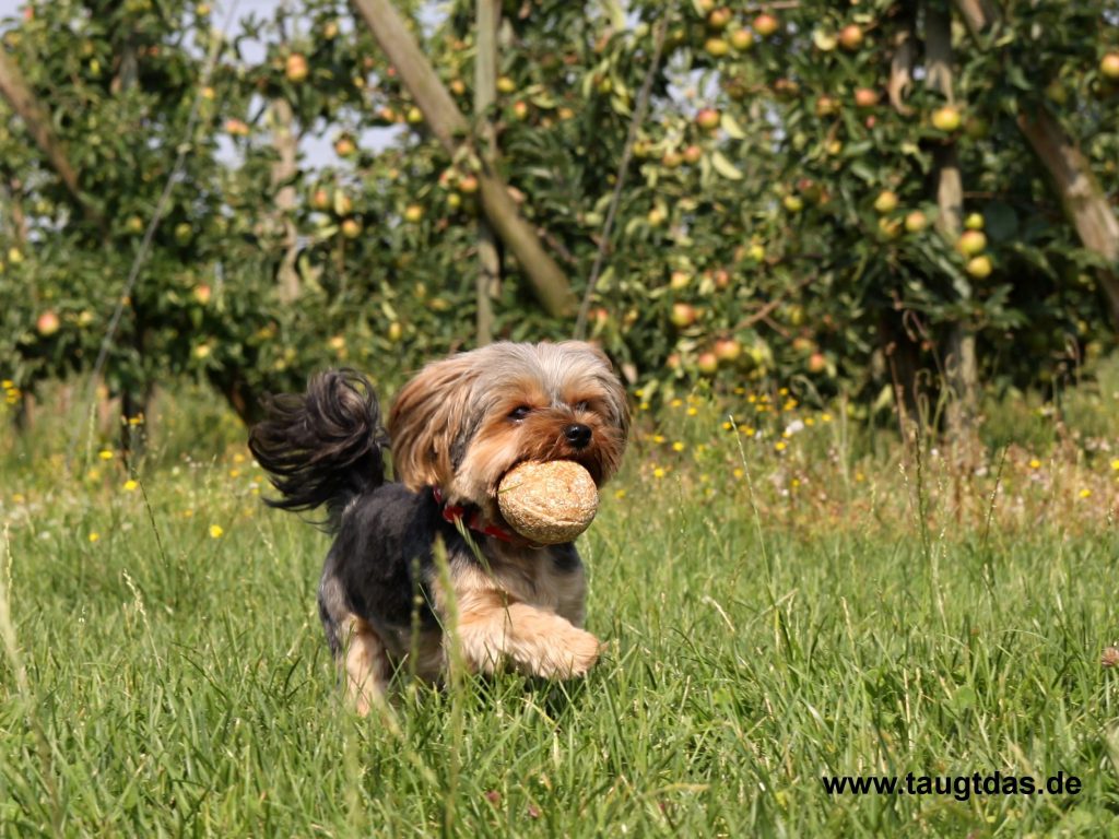 Hundespielzeug