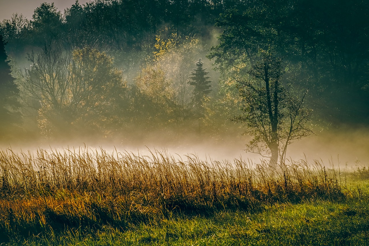 Wald Nebel