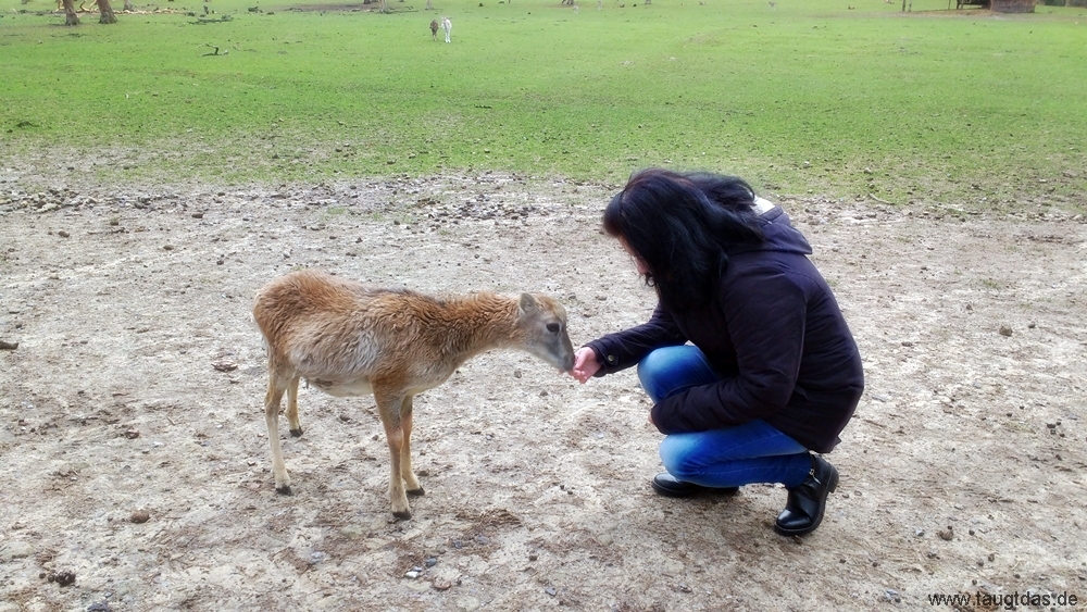 Wildpark Haltern
