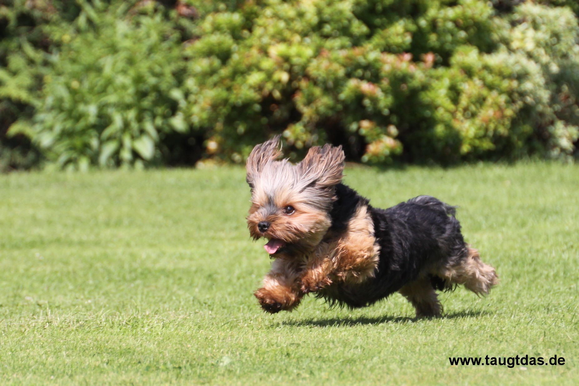 Yorkshire terrier