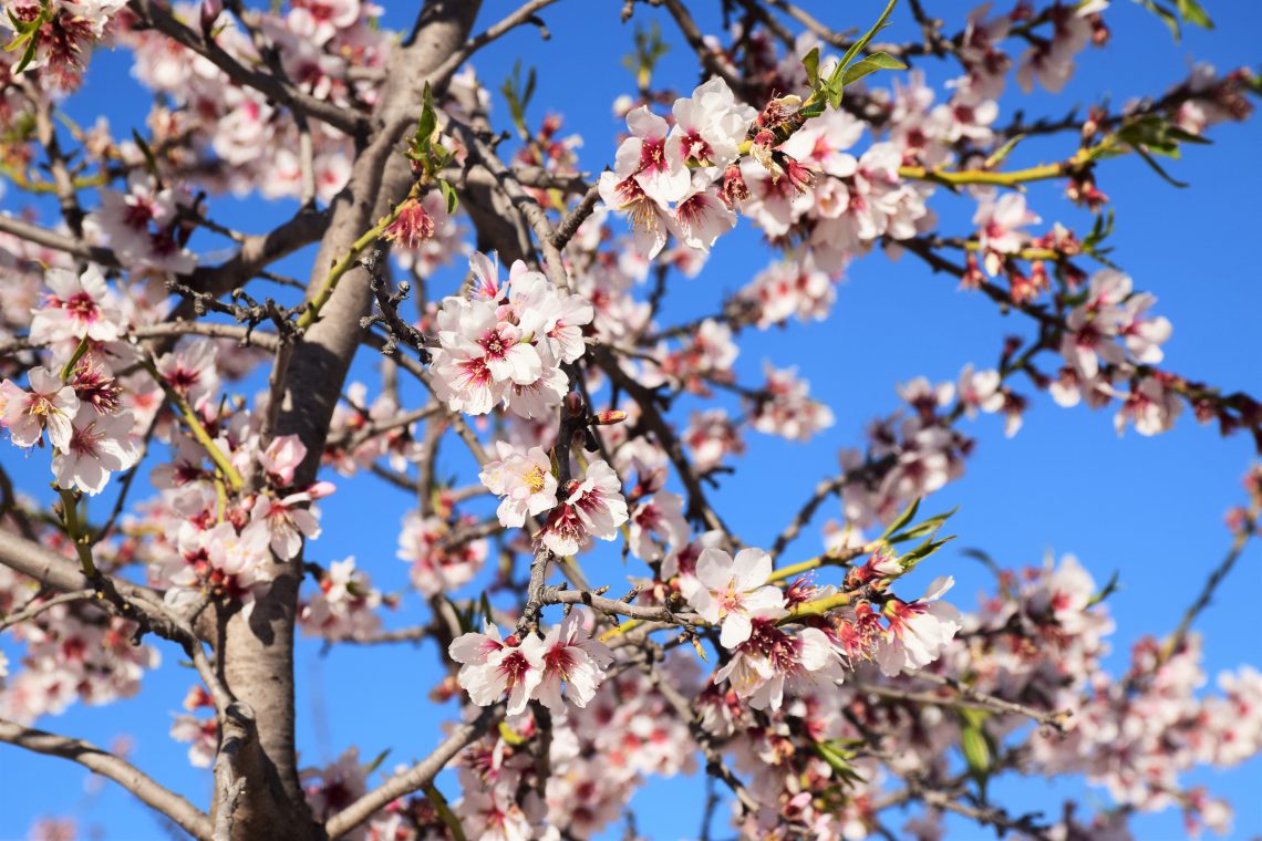 Mandelblüten