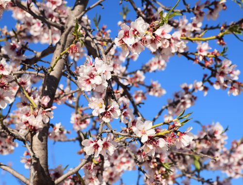 Mandelblüten