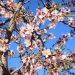 Mandelblüten