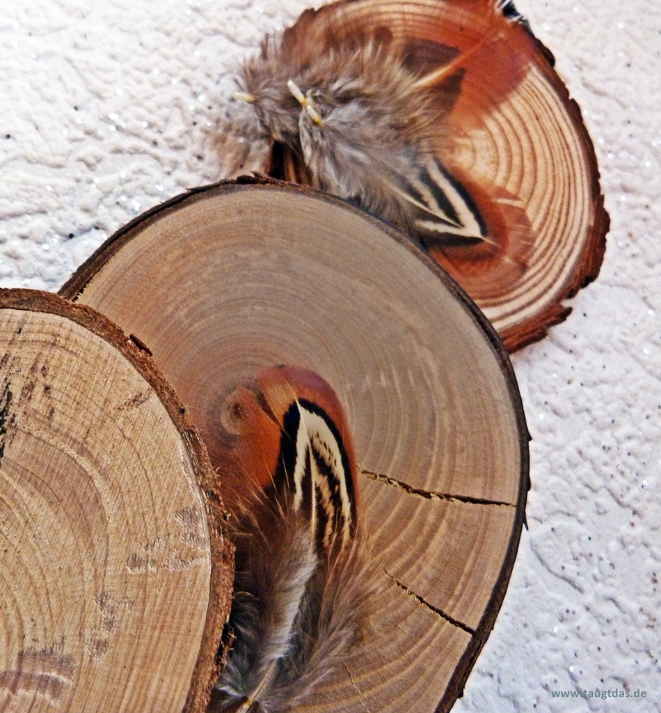 Federn auf Holzscheiben