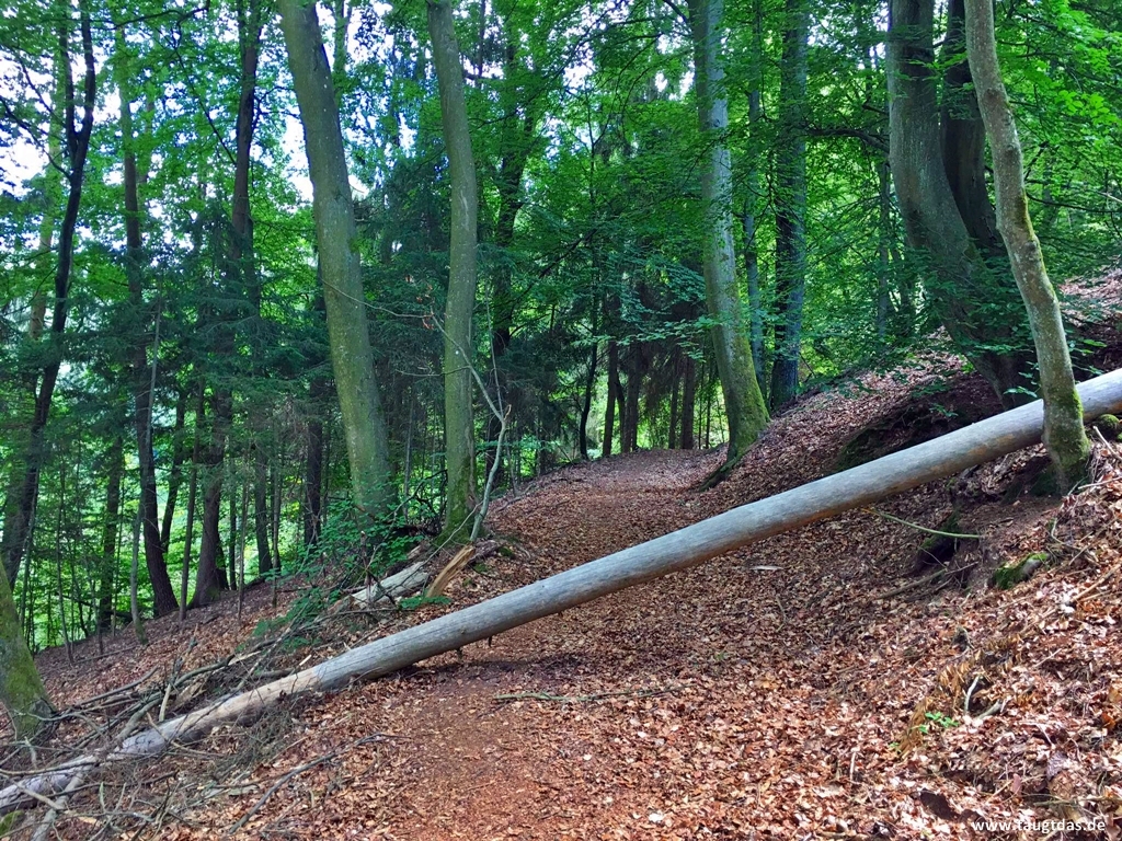 waldpfad bruchmühlbach Miesau