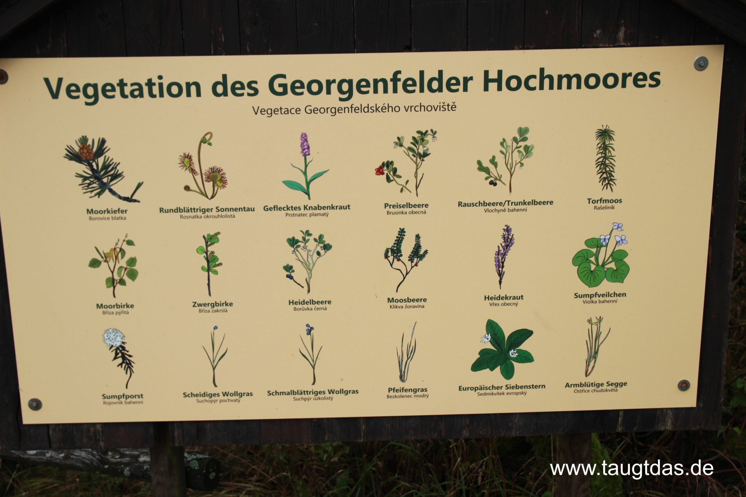 Vegetation Georgenfelder Hochmoor