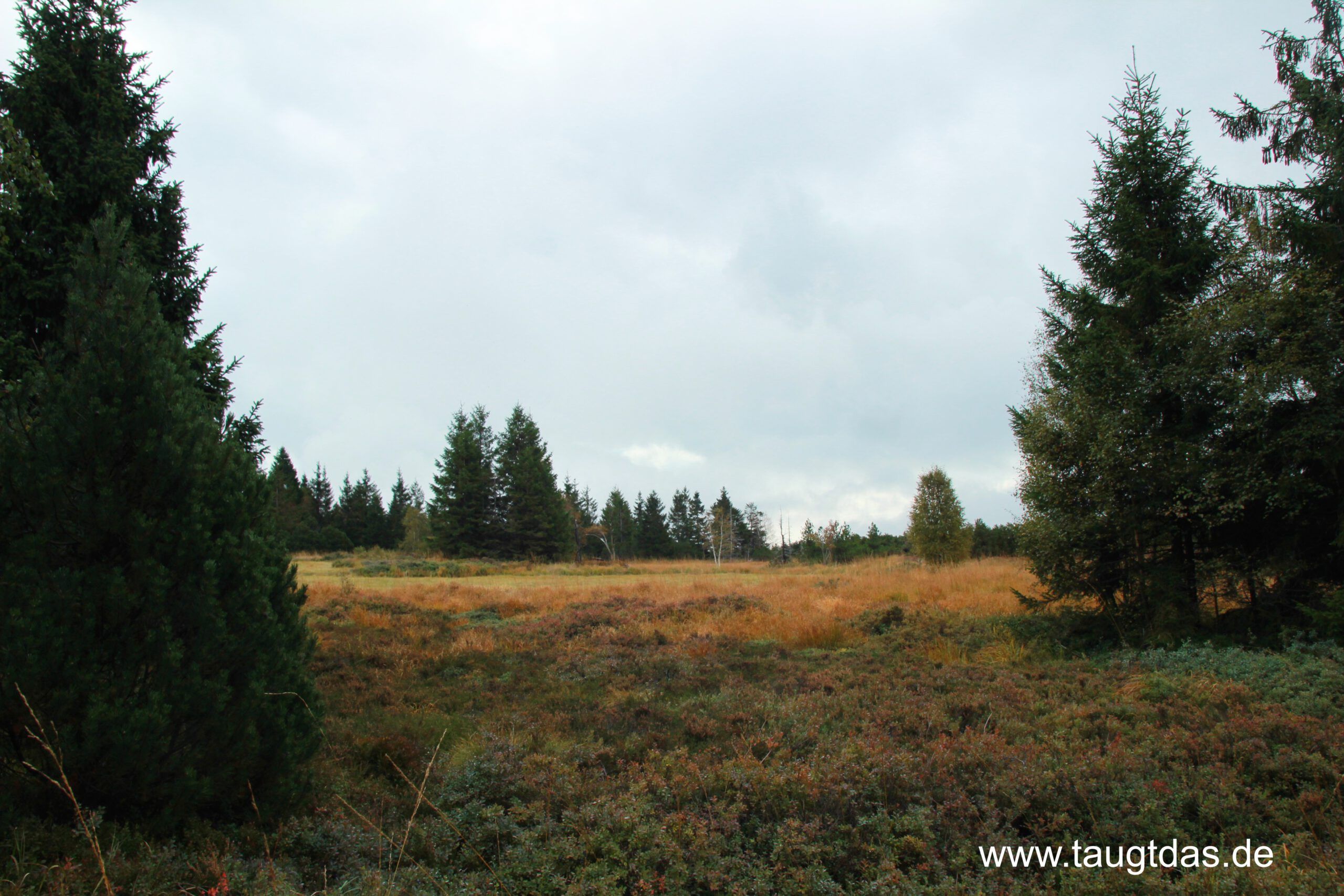 Ausläufer Georgenfelder Hochmoor