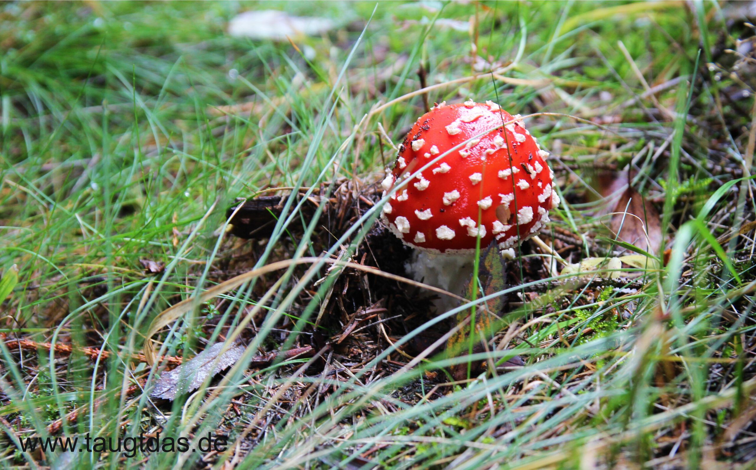 Pilz