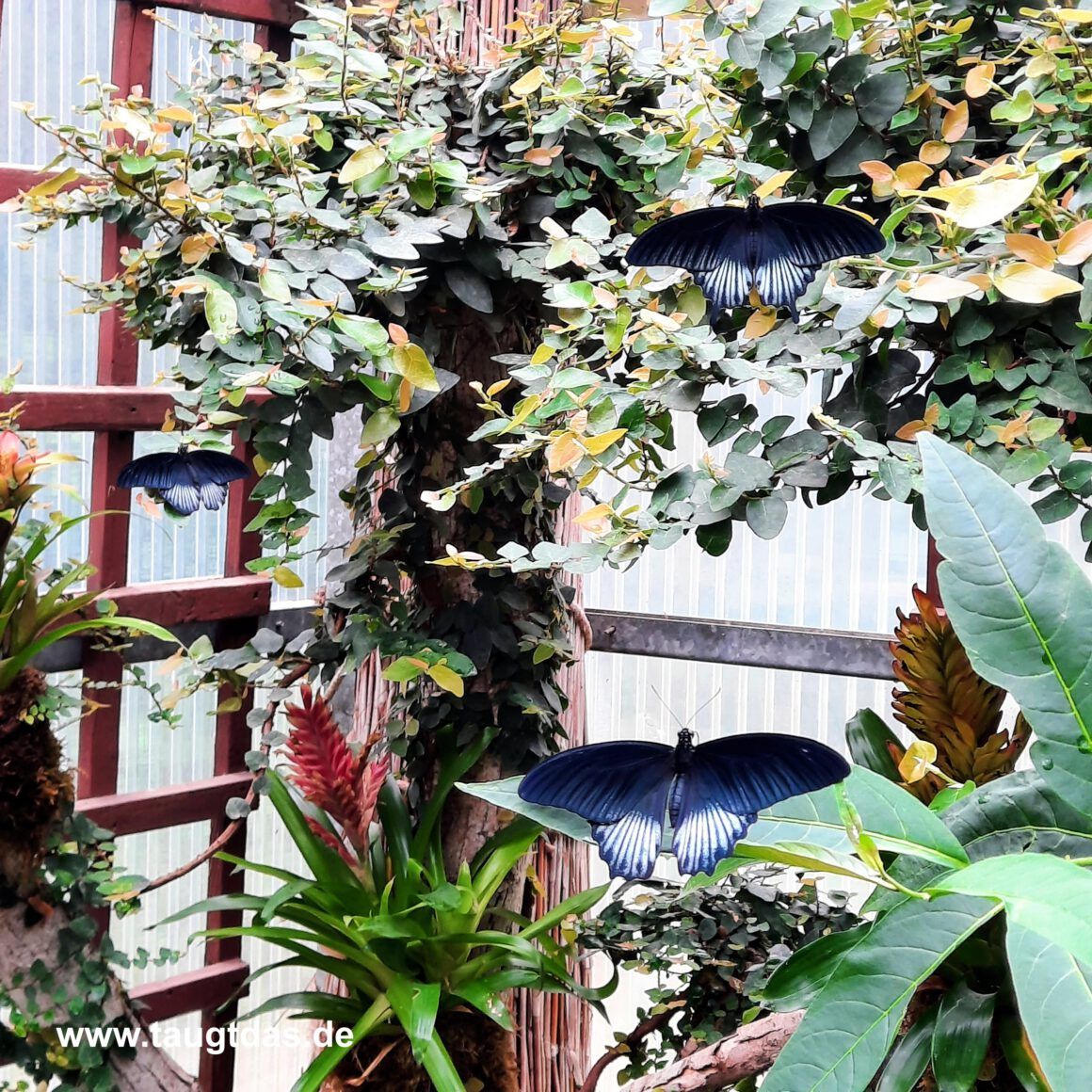 Exotische Pflanzen und Falter im Schmetterlingsgarten Sayn