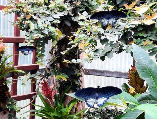 Exotische Pflanzen und Falter im Schmetterlingsgarten Sayn