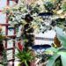 Exotische Pflanzen und Falter im Schmetterlingsgarten Sayn