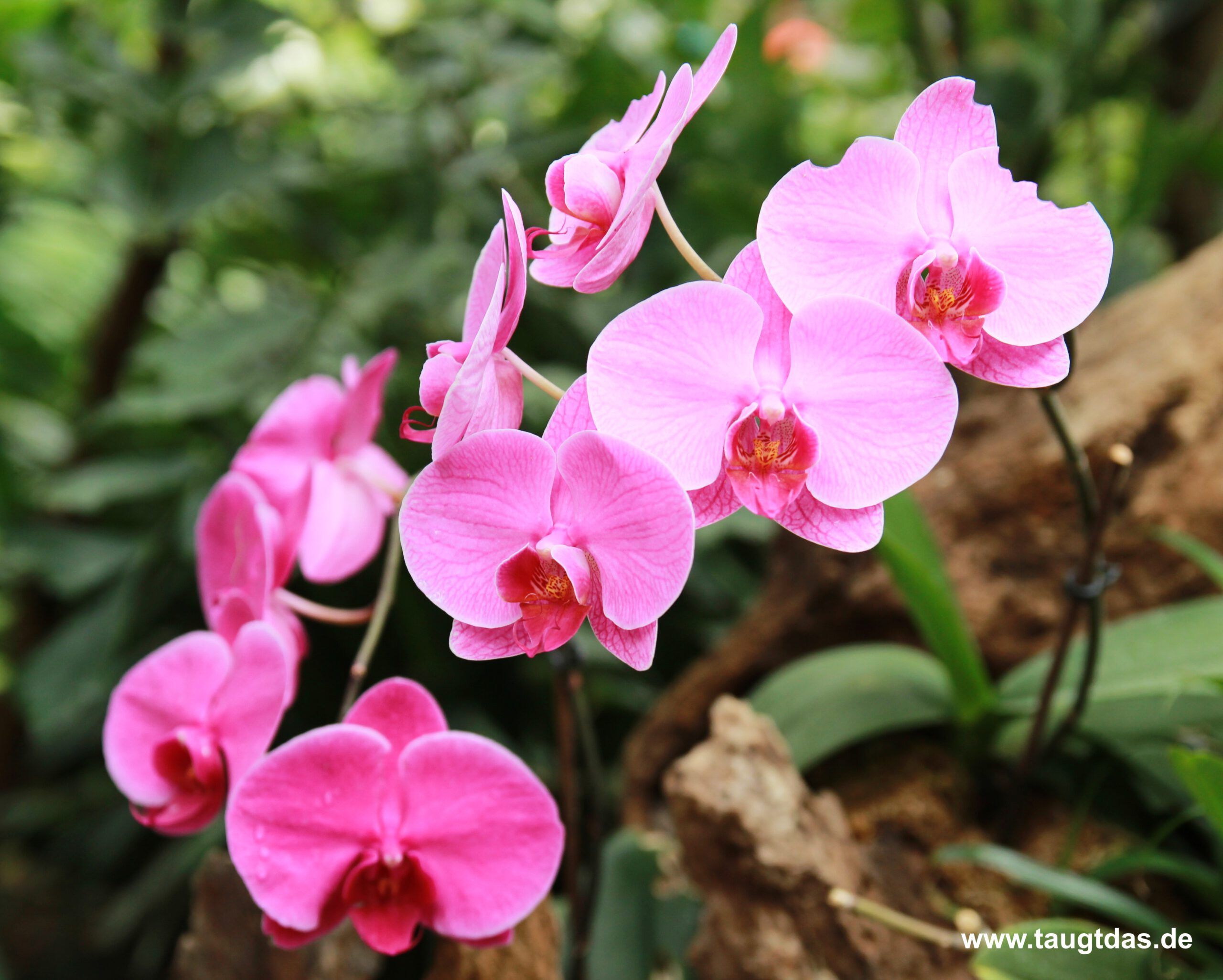 Orchideenrispe