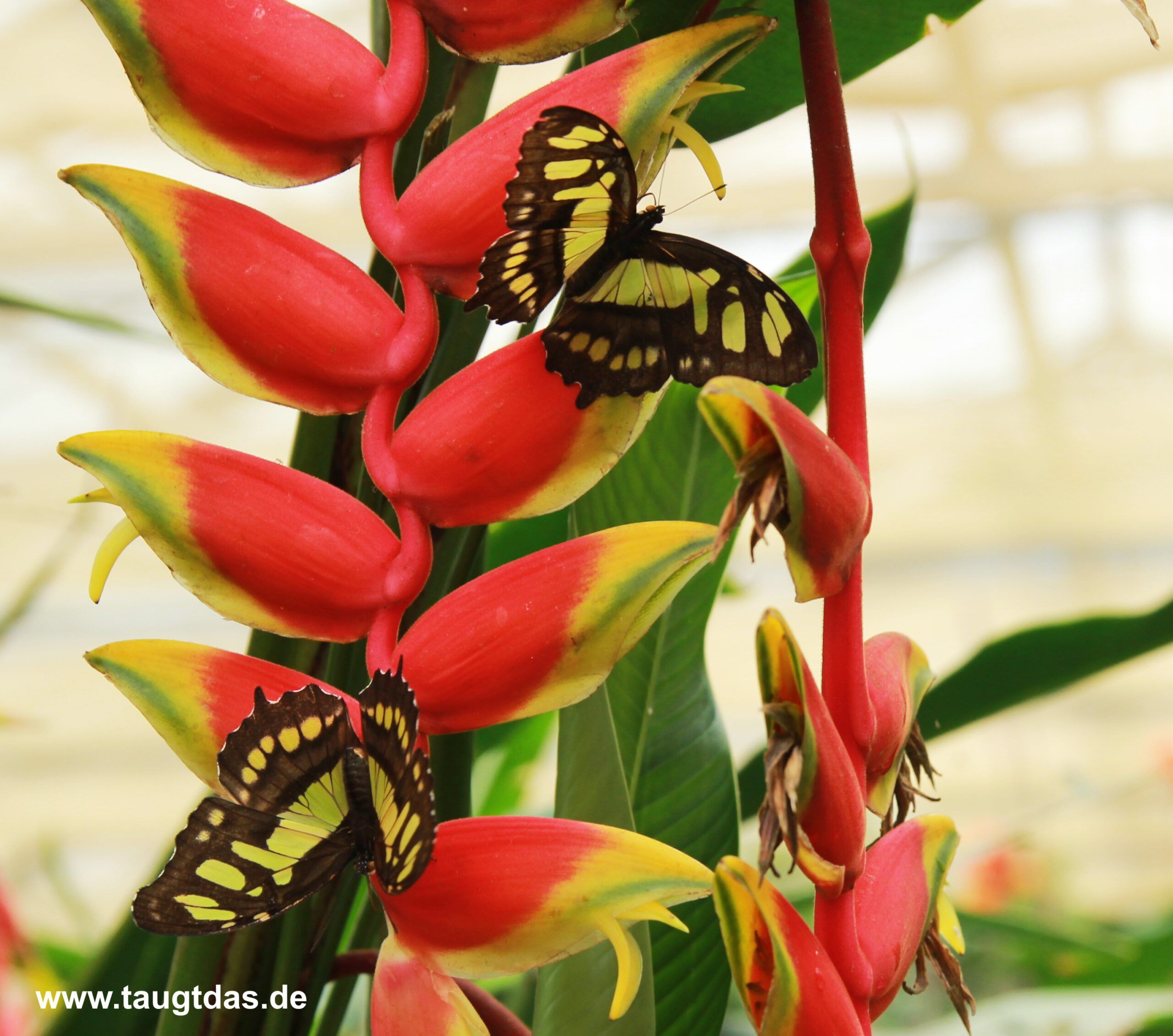 Zwei Schmetterlinge an einer Blütendolde