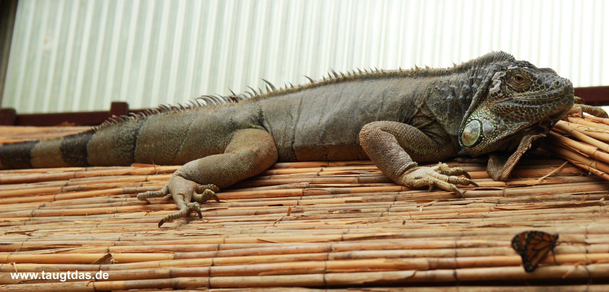 Leguan Schmetterlingsgarten Sayn