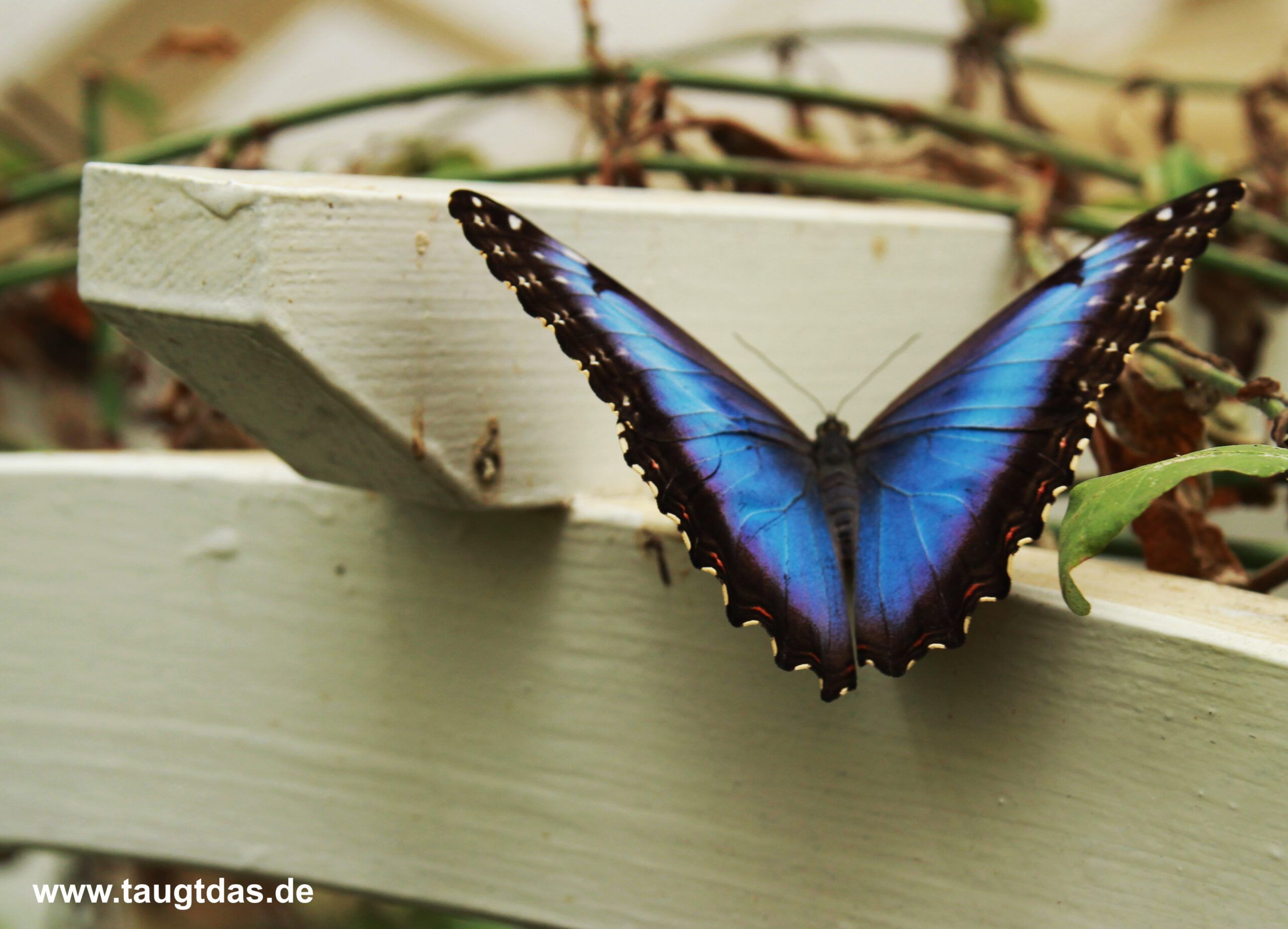 Blauer Morpho