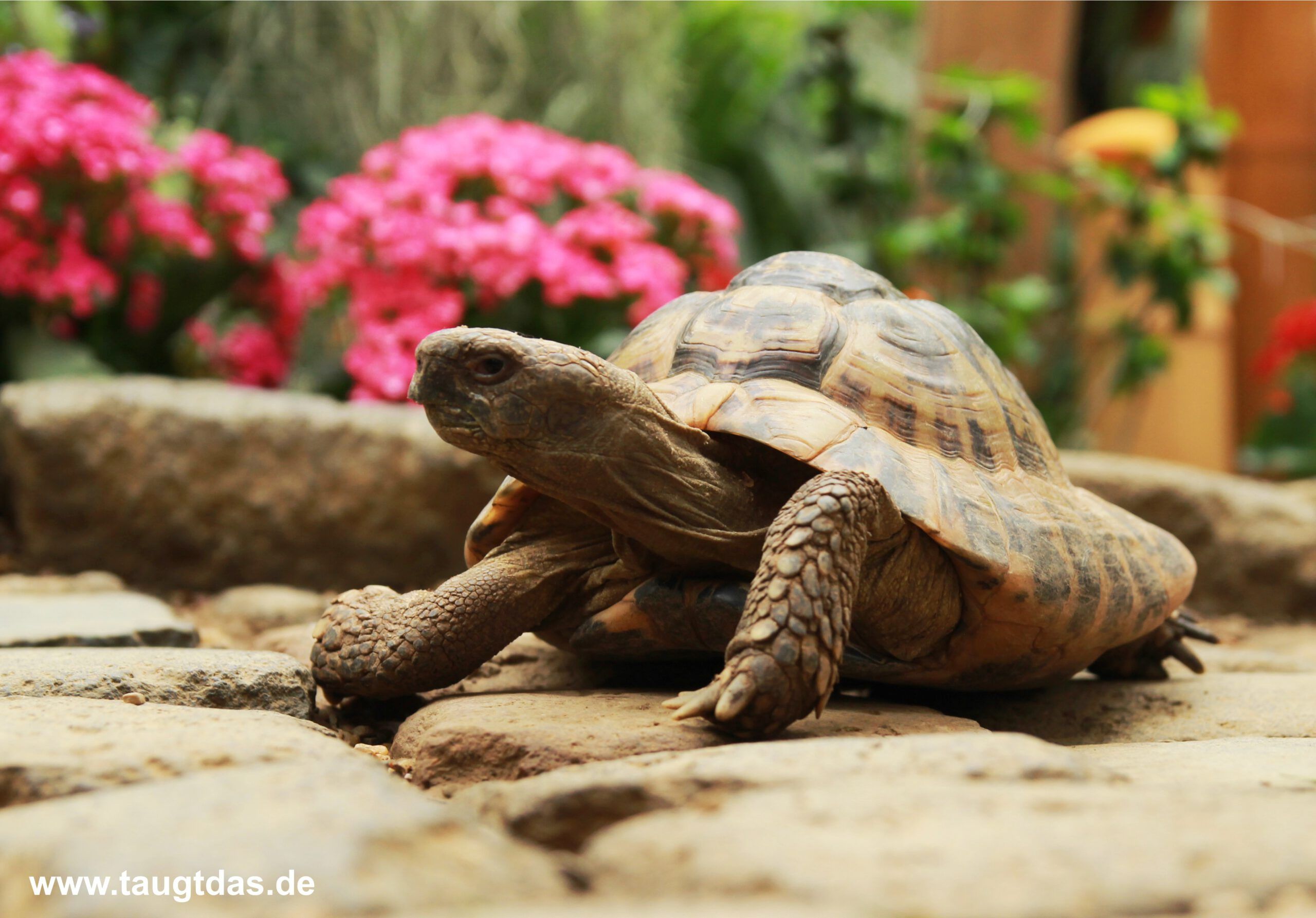 Schildkröte