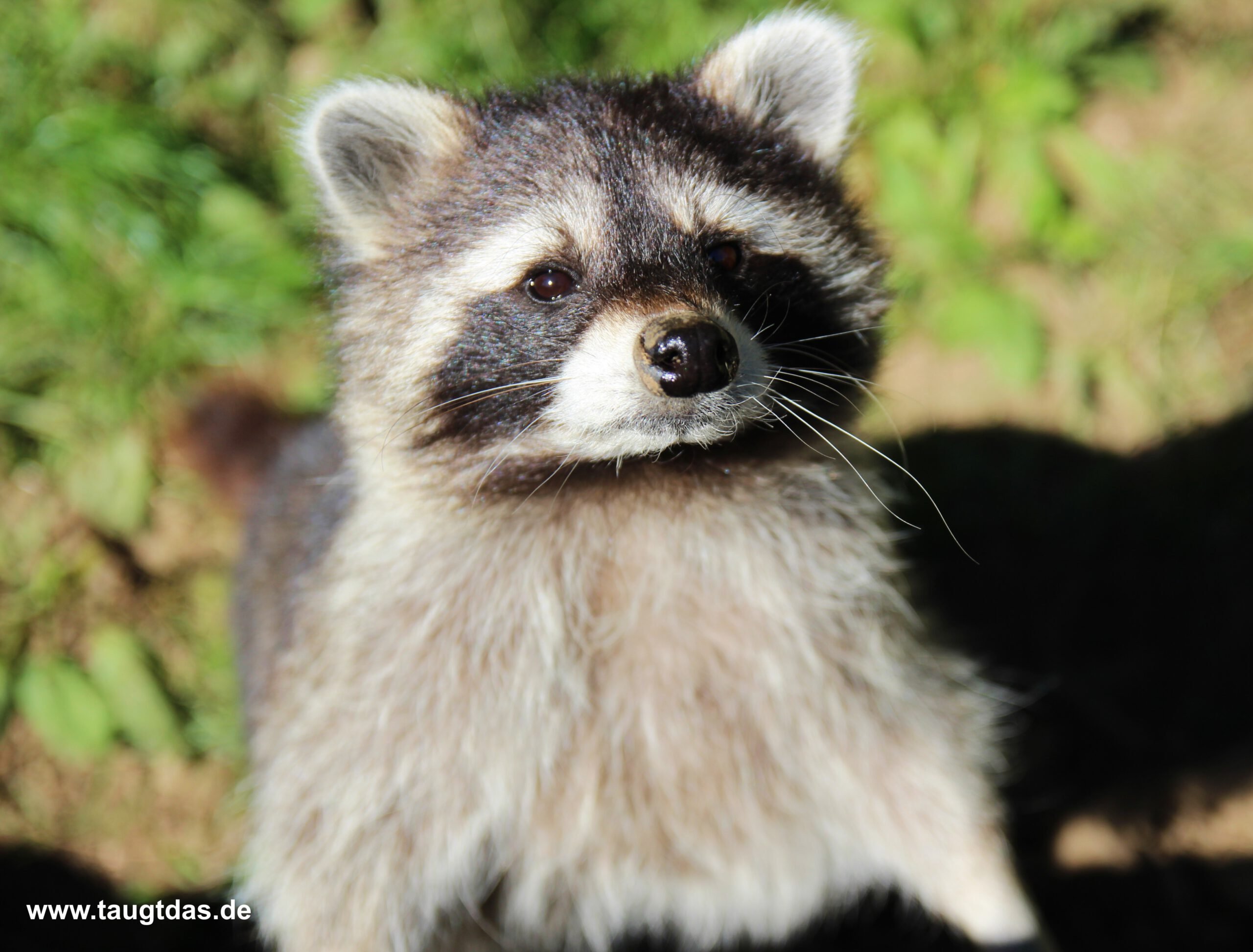 Nahaufnahme Waschbär
