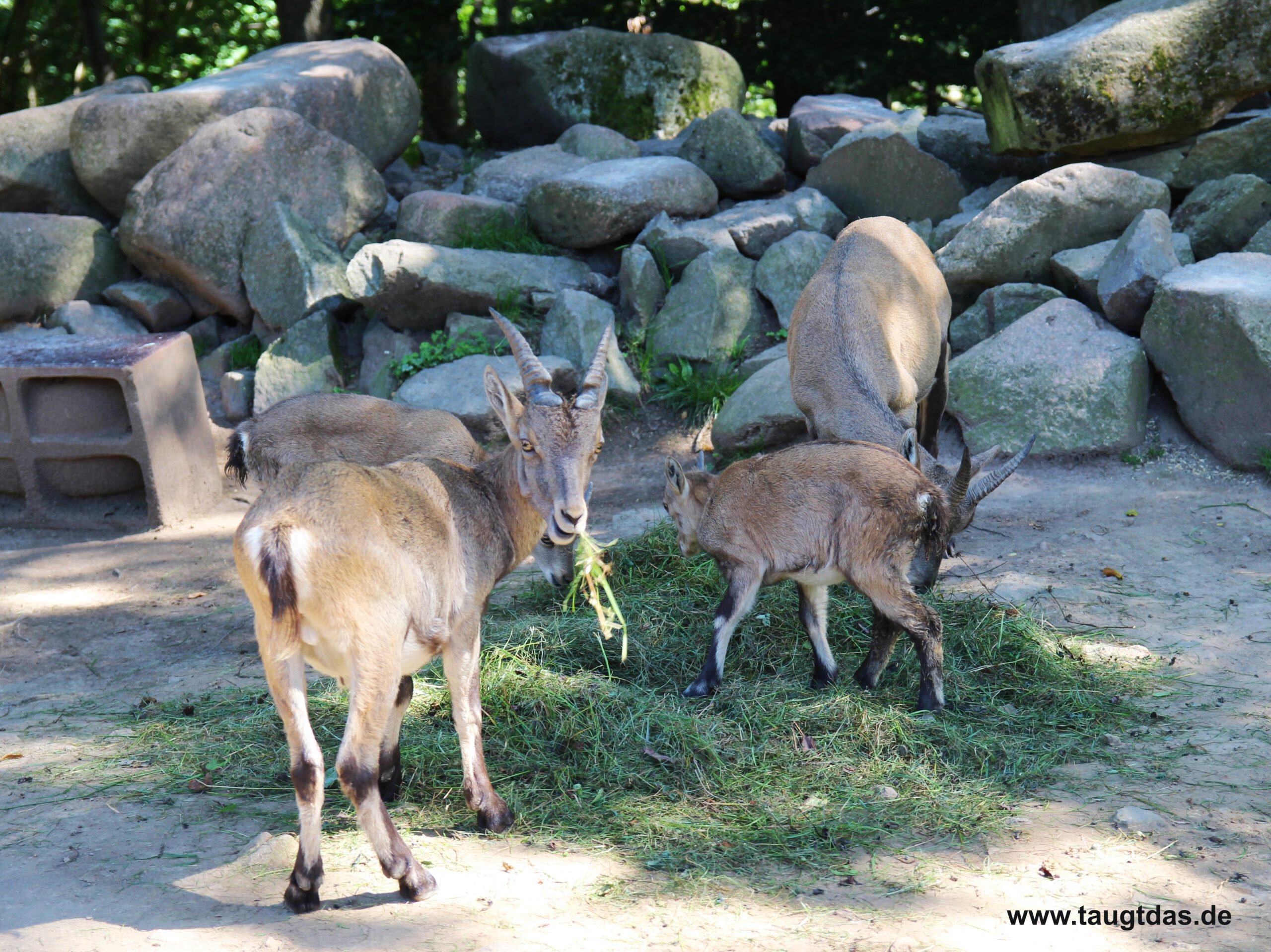 Steinbock