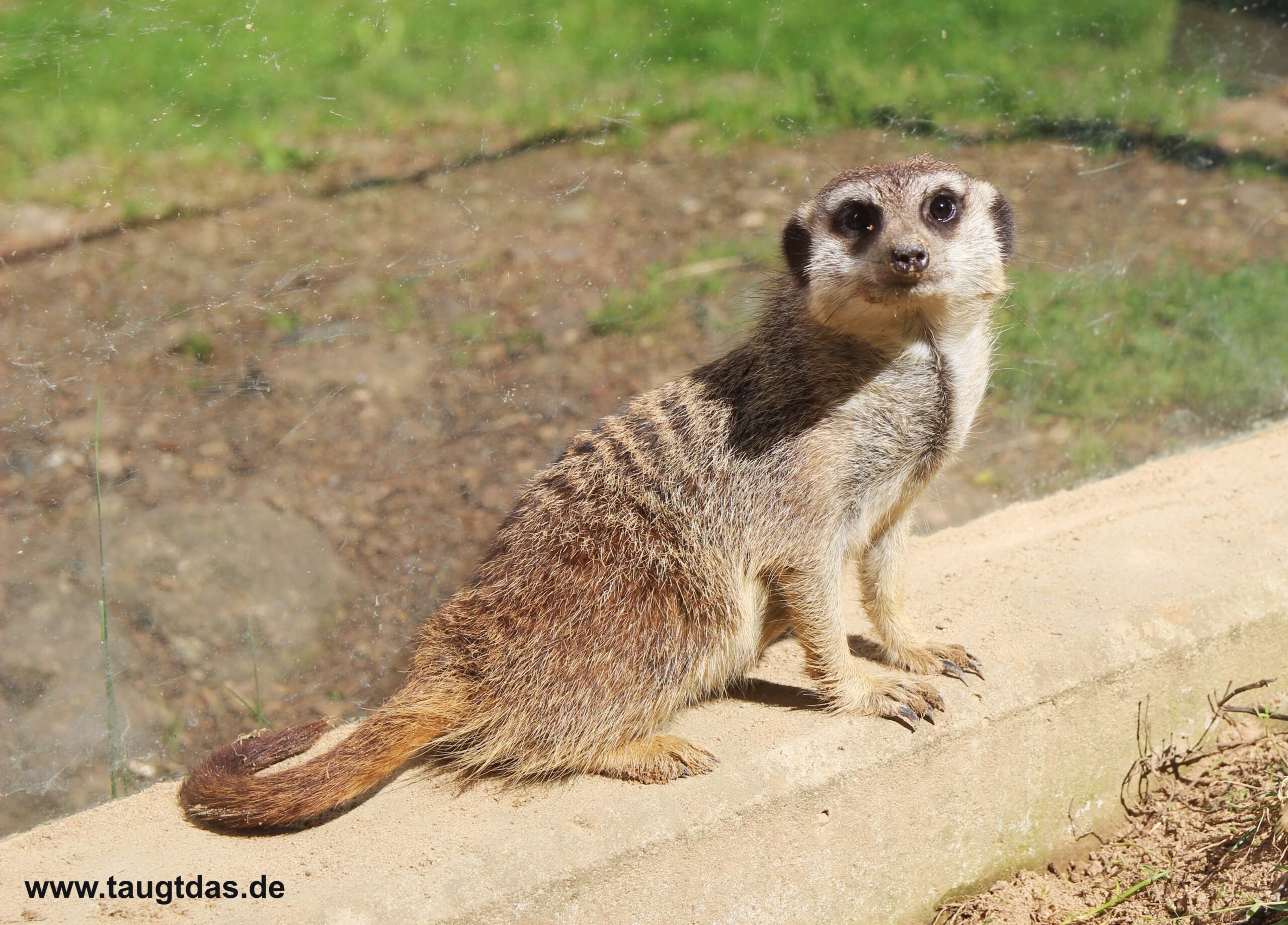 Erdmännchen