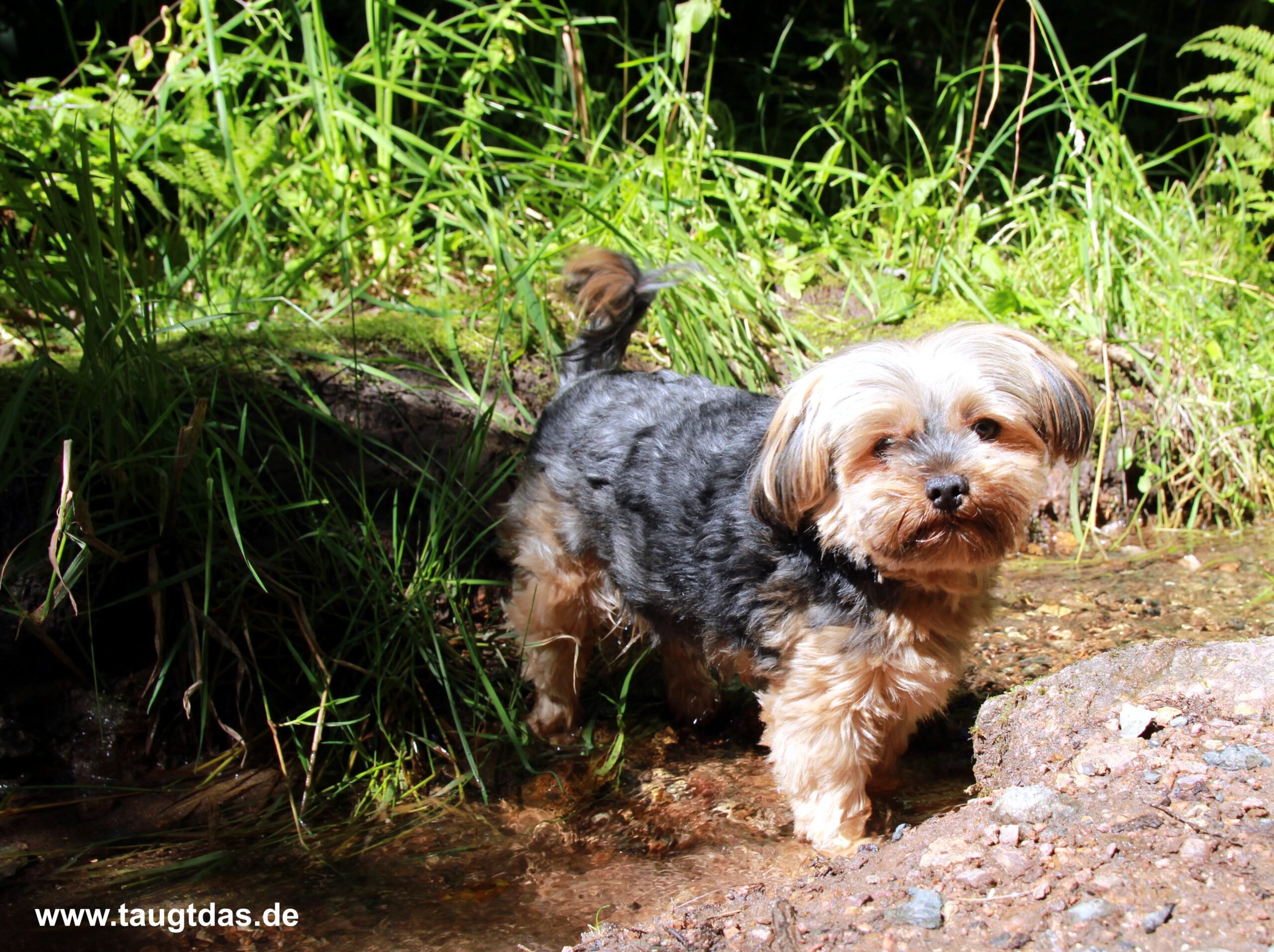 Weg Tiefenbach Wasserfall