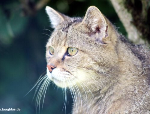 Wildkatze Kopf