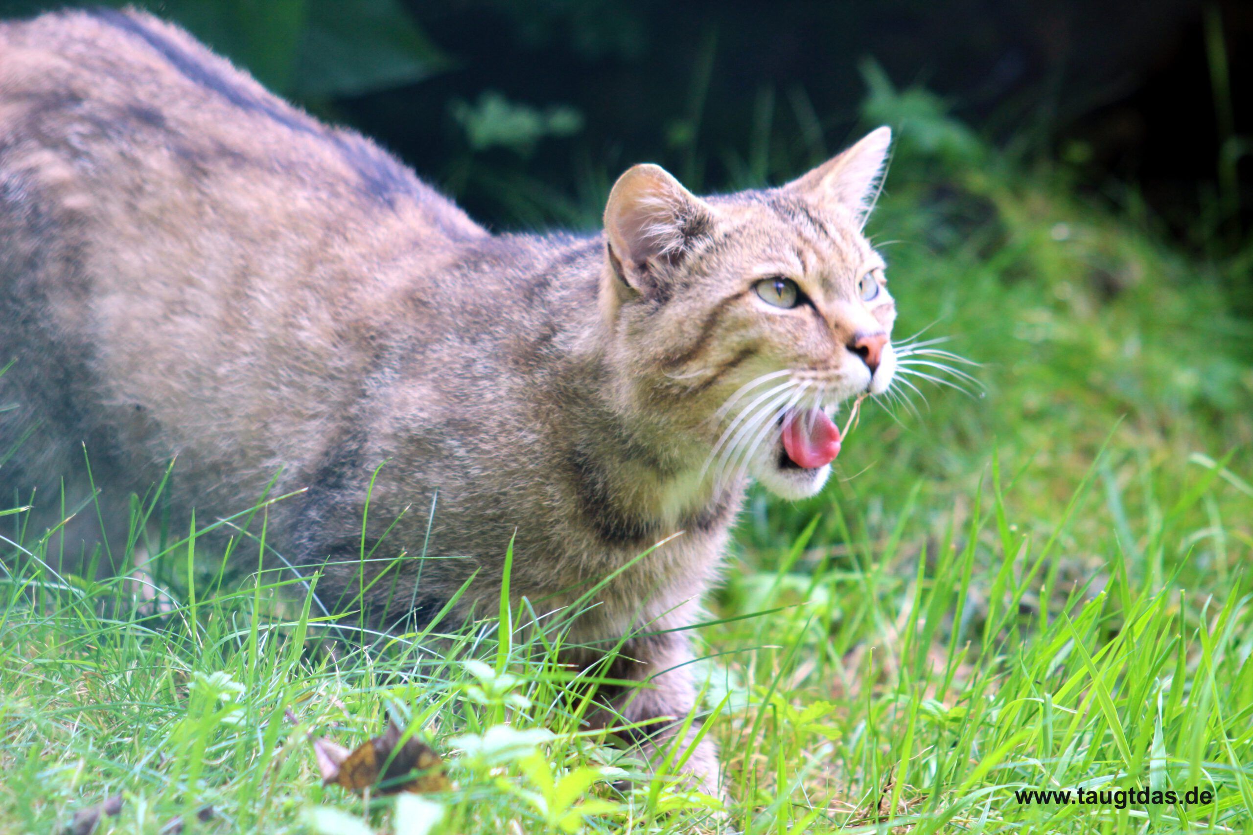 Wildkatze mit offenem Maul