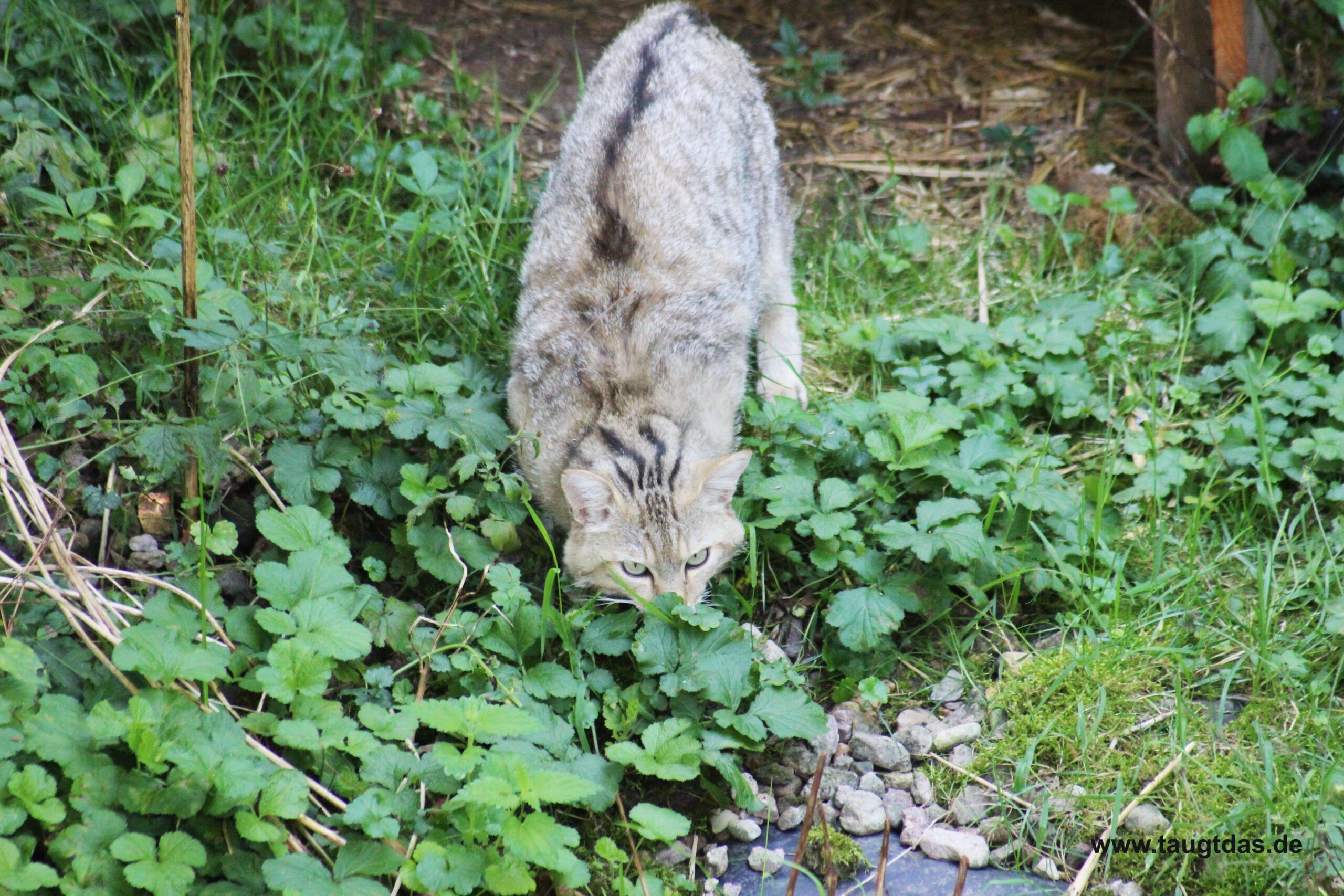 Schleichende Wildkatze
