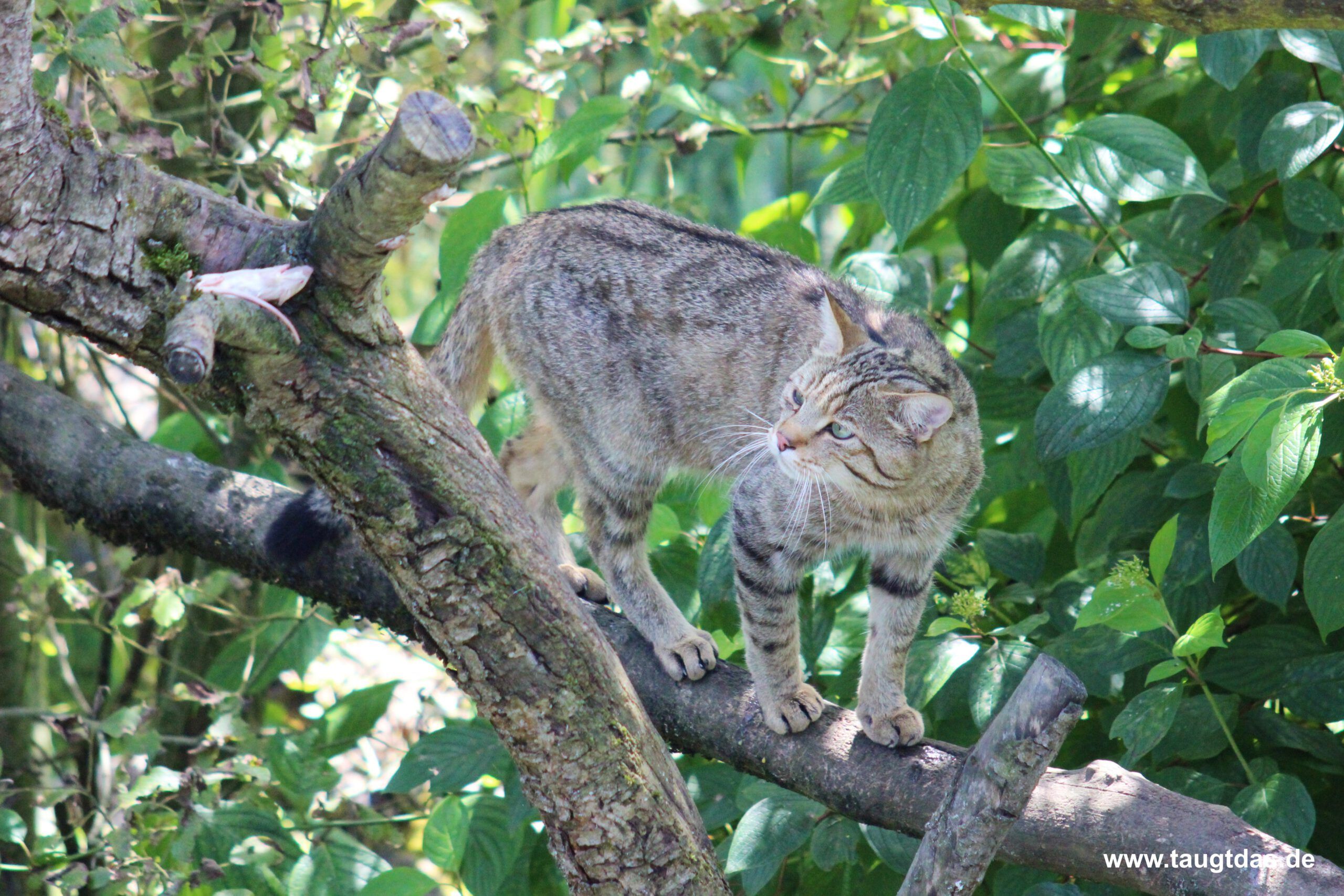 Wildkatze im Geäst