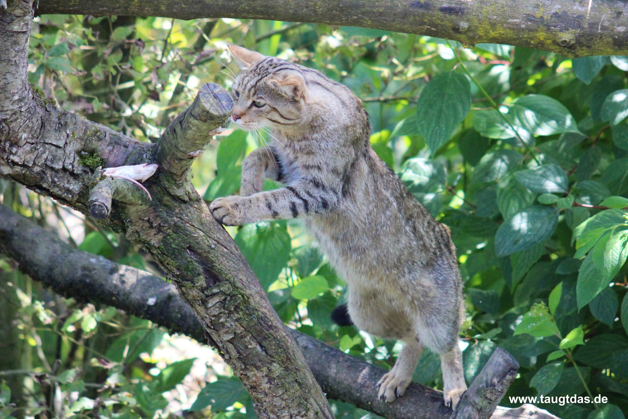 Wildkatze im Baum