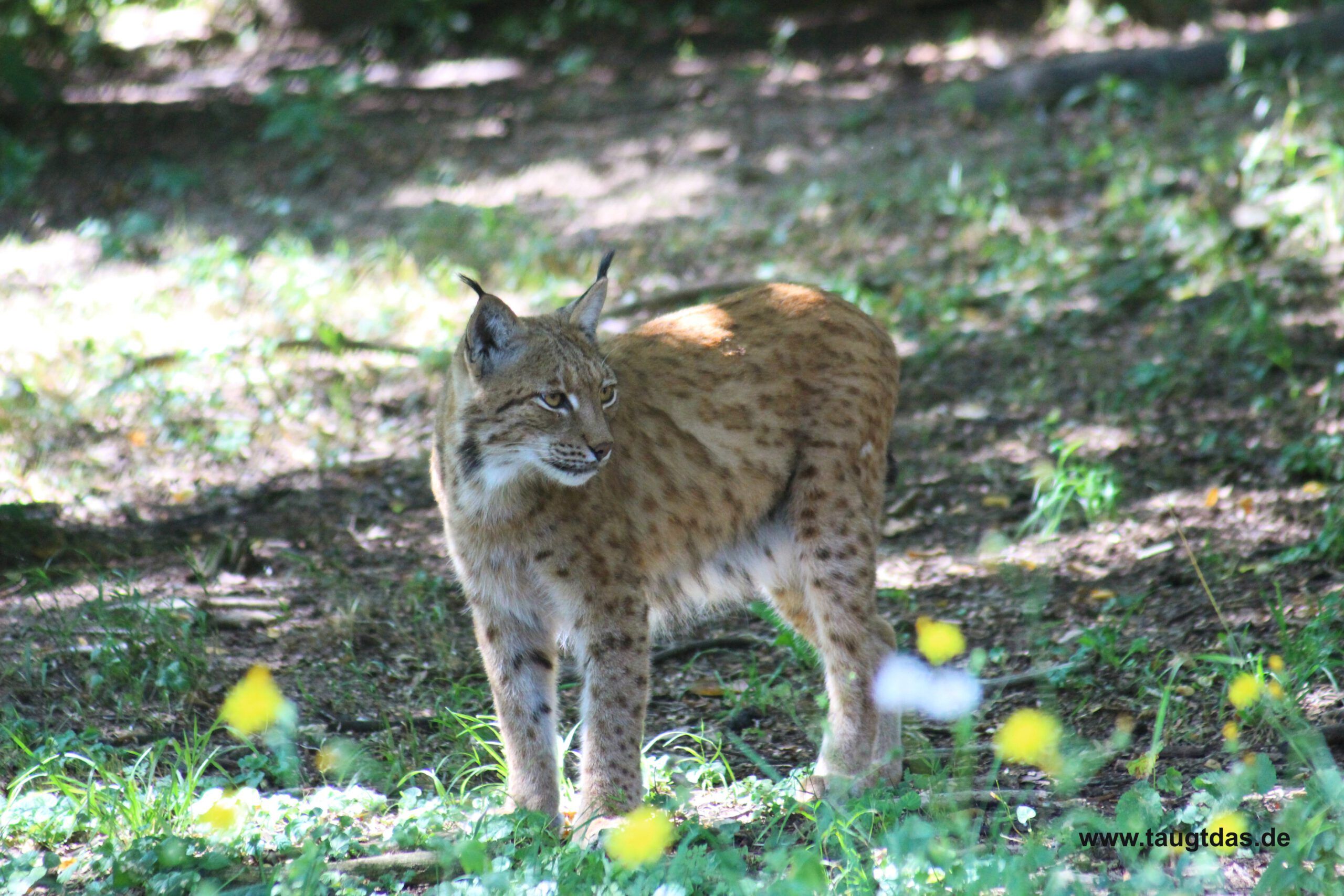 Luchs im Wald
